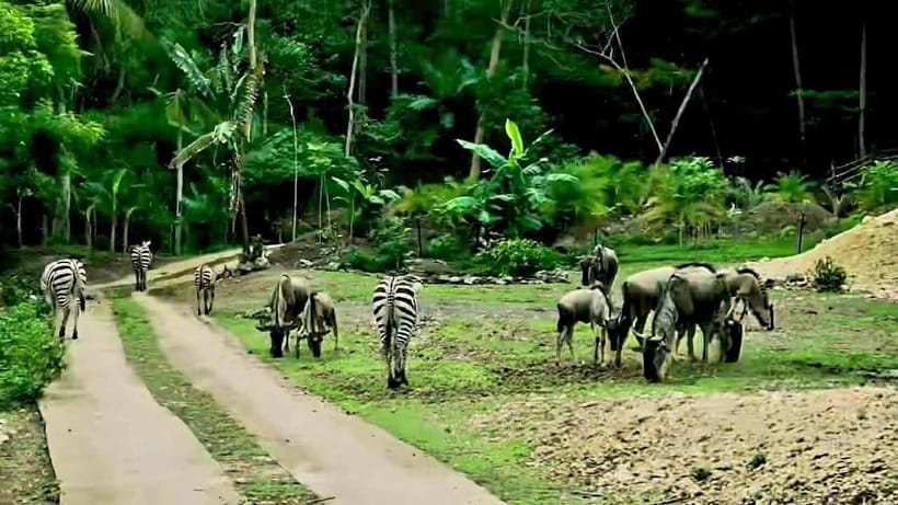 Cebu Safari & Adventure Park: Wildlife Tour with Transfers - Close encounters: what might be possible, and what costs extra