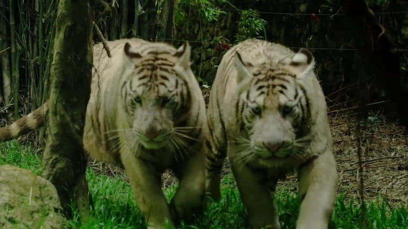 Cebu Safari & Adventure Park: Wildlife Tour with Transfers - Live animal shows and wildlife education you can actually use