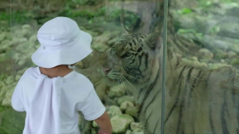 Cebu Safari & Adventure Park: Wildlife Tour with Transfers - Lunch timing, snacks, and the park’s no-drinks rule