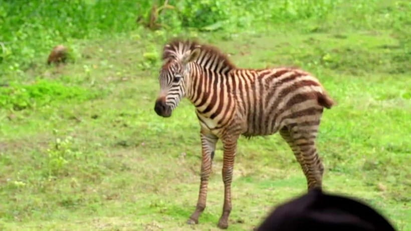 Cebu Safari & Adventure Park: Wildlife Tour with Transfers - Walking hills, shuttle bumps, and what to pack for a 1-day workout