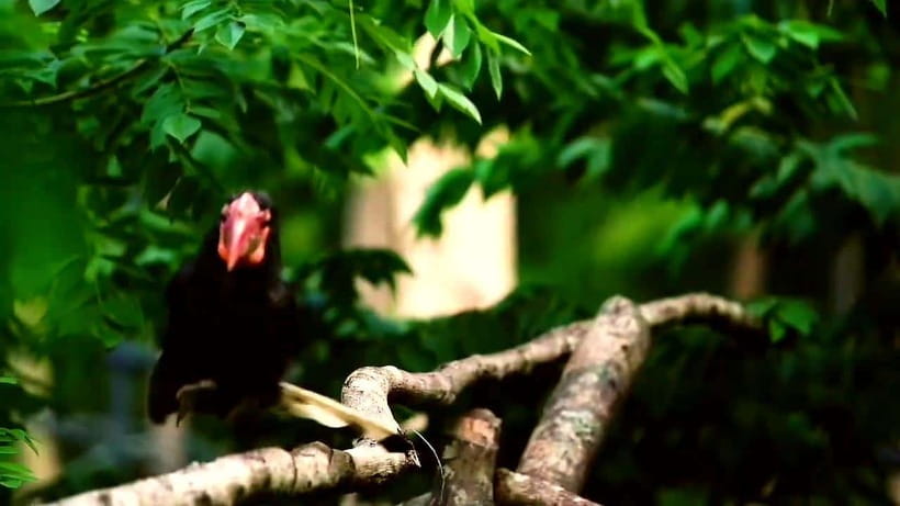 Cebu Safari & Adventure Park: Wildlife Tour with Transfers - Price and value: is $103 per person a fair deal?