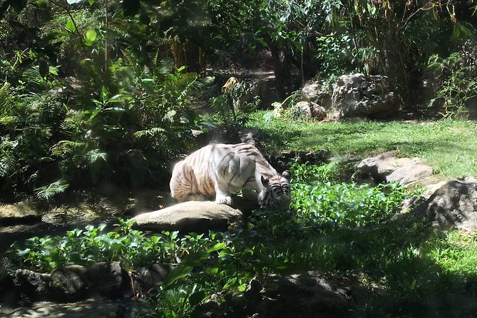 Cebu Safari and Adventure Park - Key things I’d plan around