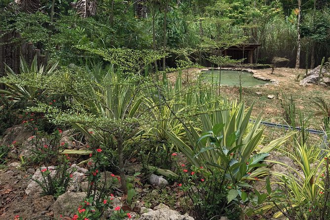 Cebu Safari and Adventure Park - Bengal tigers: the two colors, the fixed windows