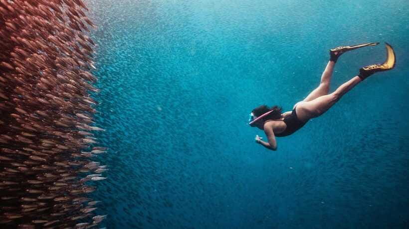 Cebu: Sardine & Turtle Snorkelling Run & Mantayupan Falls - Moalboal Sardine Run: Thousands of Fish Close Up