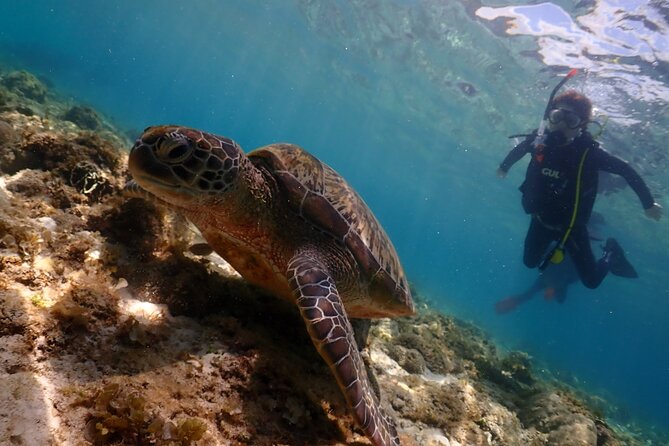 Cebu: Scuba Diving Experience beach entry in Mactan - Beach entry in Mactan, step off the sand and into clear water