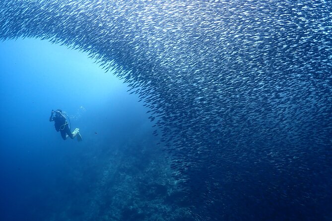 Cebu: Scuba Diving Experience beach entry in Mactan - Free underwater photos and videos, plus hot shower comfort after