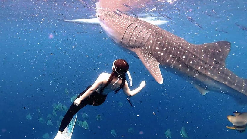 Cebu Shared Tour: Whaleshark Swimming & Kawasan Canyoneering - Key highlights you’ll feel on the day