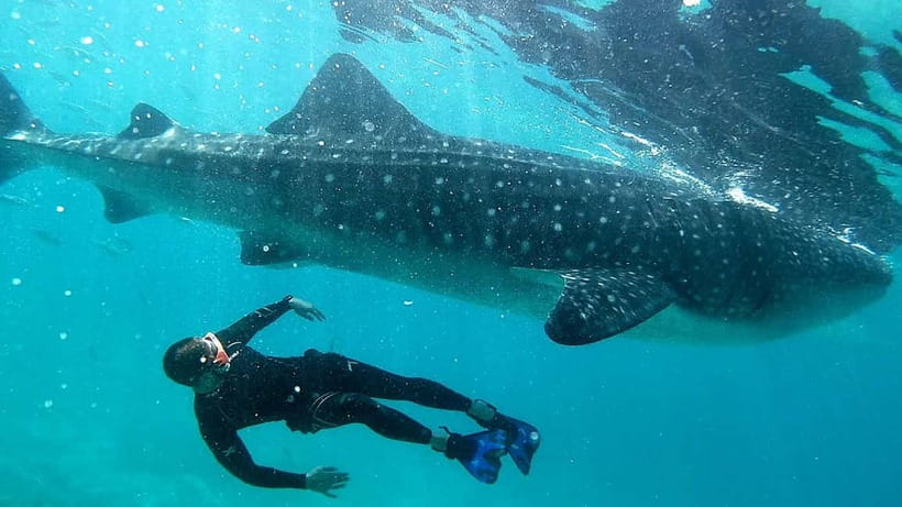 Cebu Shared Tour: Whaleshark Swimming & Kawasan Canyoneering - Badian canyoneering: guided jungle water moves with real physical effort