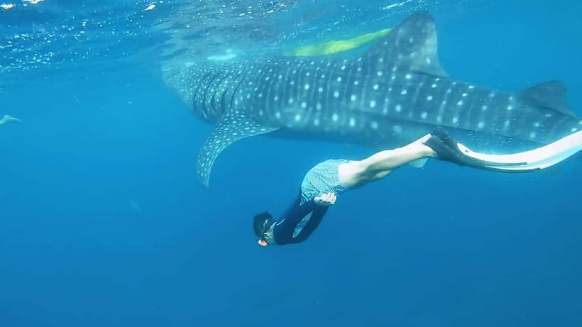 Cebu Shared Tour: Whaleshark Swimming & Kawasan Canyoneering - Price and value at about $111 per person