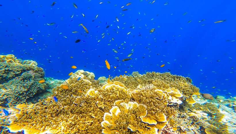 Cebu: Sumilon Sand Bar, Whale Sharks & Sardines Snorkeling - Key things to know before you go