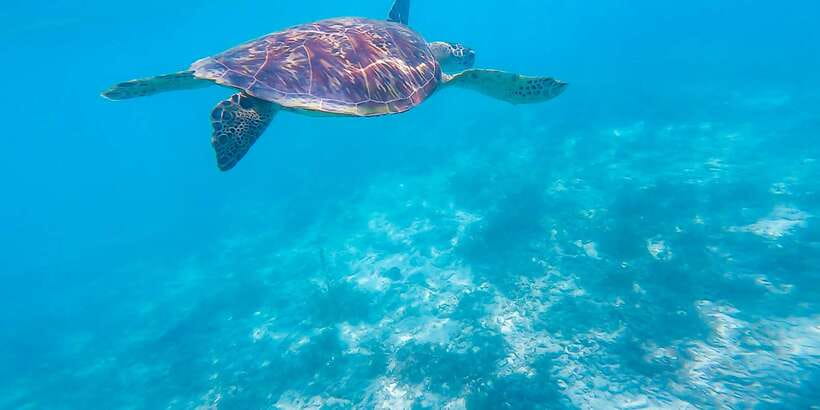 Cebu: Sumilon Sand Bar, Whale Sharks & Sardines Snorkeling - Who this tour suits best, and who should skip it