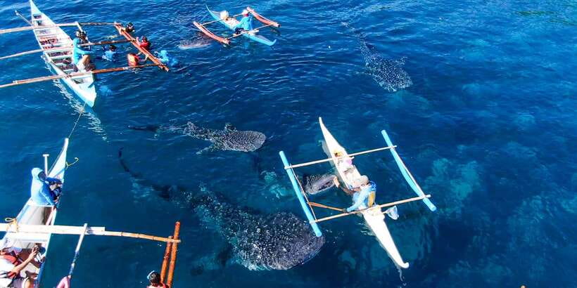 Cebu: Sumilon Sand Bar, Whale Sharks & Sardines Snorkeling - The Sumilon Island sand bar: shifting sand, big-photo energy