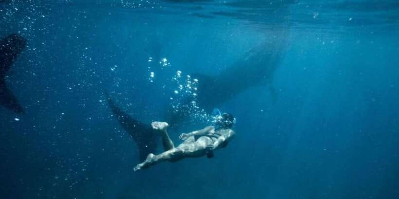 Cebu: Sumilon Sand Bar, Whale Sharks & Sardines Snorkeling - Moalboal Sardine Run snorkeling: where bait balls feel close