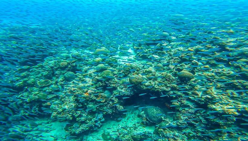 Cebu: Sumilon Sand Bar, Whale Sharks & Sardines Snorkeling - What the included boat ride and entrances really buy you