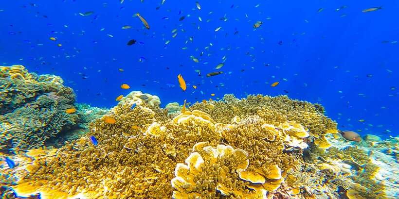 Cebu: Sumilon Sand Bar, Whale Sharks & Sardines Snorkeling - Timing and crowds: how to get the best version of the day