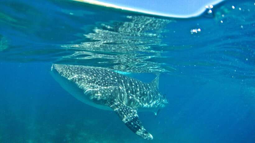 Cebu: Whale Shark Encounter and Kawasan Canyoneering - Key Highlights You’ll Care About