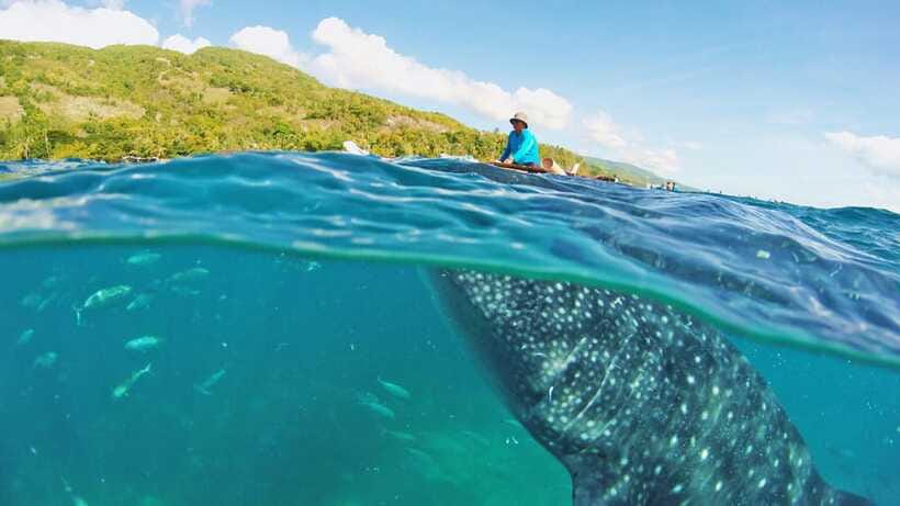 Cebu: Whale Shark Encounter and Kawasan Canyoneering - Lunch With the Guide’s Mom: More Than Fuel