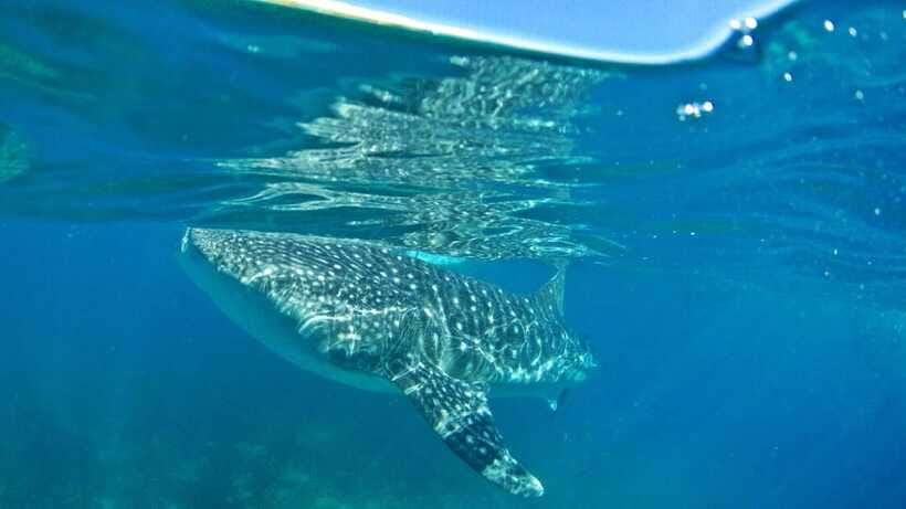 Cebu: Whale Shark Encounter and Kawasan Canyoneering - Cost and Value: Is 110 USD Worth It?