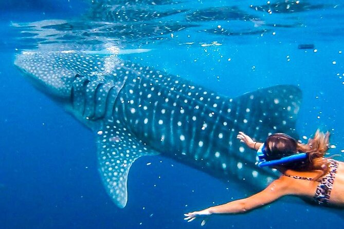 Cebu Whale Shark Encounter, Moalboal Sardines & Tumalog Falls - Tumalog Falls: A Photo Stop That Actually Feels Like a Reset