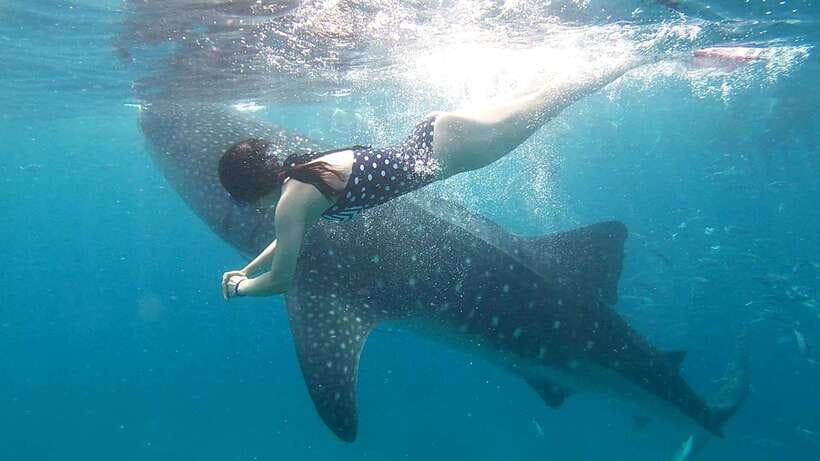 Cebu: Whale Shark, Inambakan Falls & Moalboal Sardine Tour - Should you book the Cebu whale shark, Inambakan Falls, and Moalboal sardine run tour?