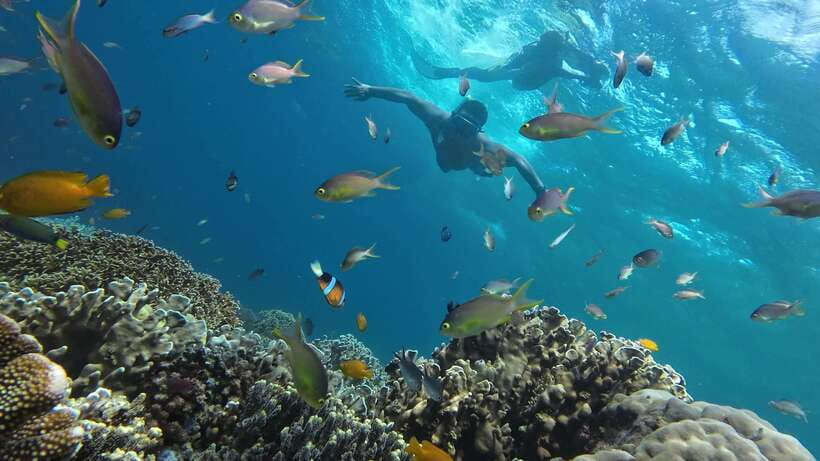 Cebu: Whale Shark, Inambakan Falls & Moalboal Sardine Tour - Who this tour fits best, and who should skip it