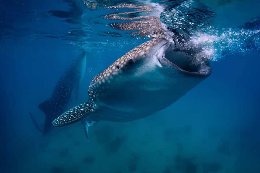 Cebu: Whale Shark, Monkey Sanctuary, & Moalboal Snorkel Tour - Key highlights worth planning for