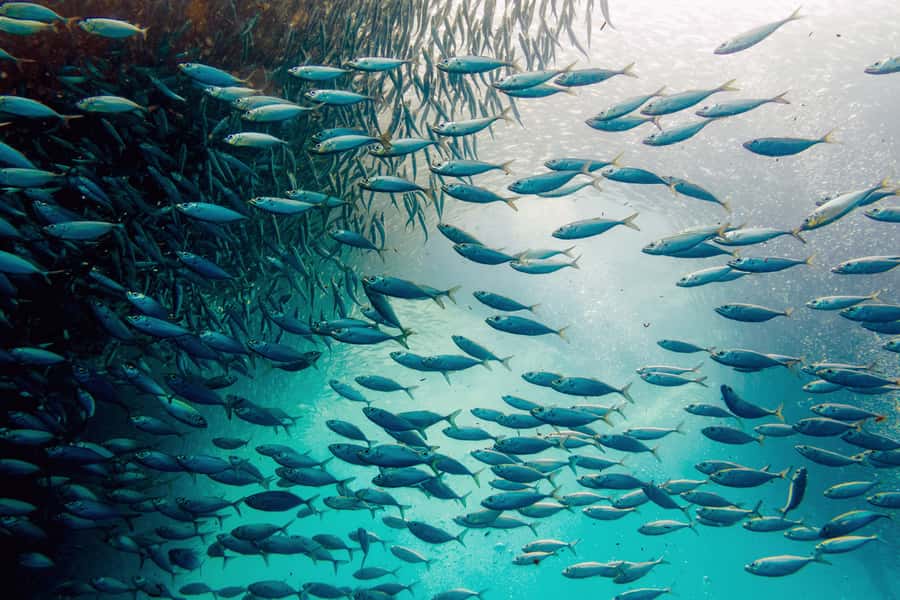 Cebu: Whale Shark, Monkey Sanctuary, & Moalboal Snorkel Tour - The “3 icons in 1 day” game plan from Cebu