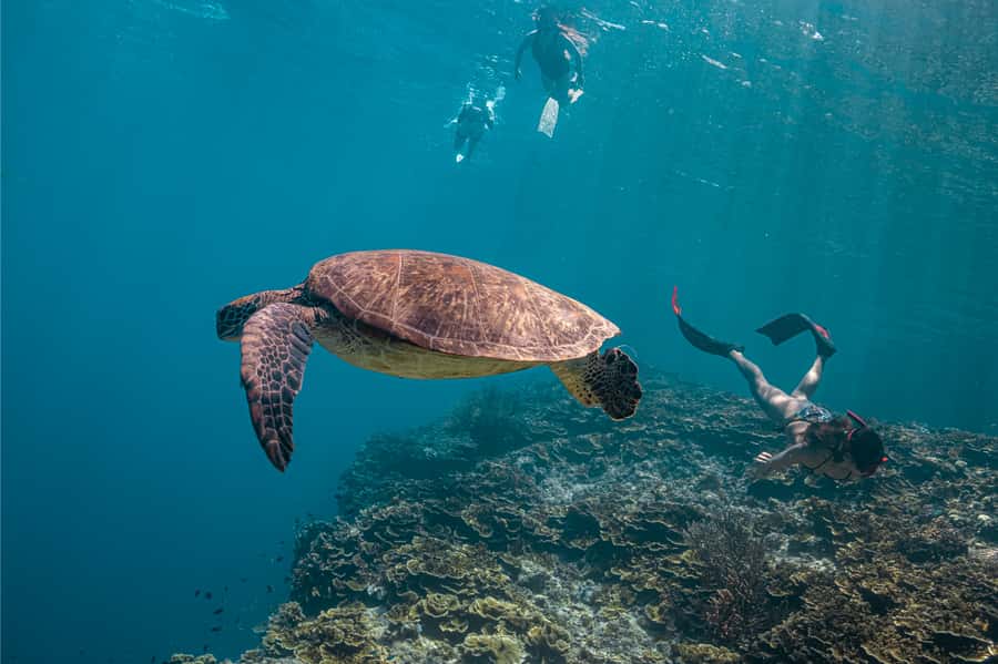 Cebu: Whale Shark, Monkey Sanctuary, & Moalboal Snorkel Tour - Oslob whale shark snorkeling: what you’re really paying for