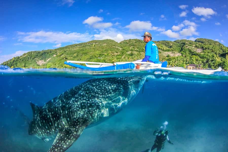 Cebu: Whale Shark, Monkey Sanctuary, & Moalboal Snorkel Tour - Food breaks, fresh coconut, and local snacks that actually help