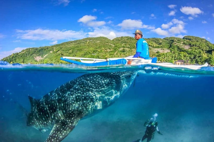 Cebu: Whale Shark, Monkey Sanctuary, & Moalboal Turtles Tour - Oslob Whale Sharks: The Swim Moment and How to Make It Go Smoothly