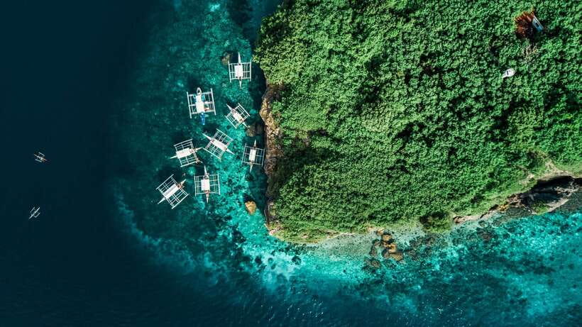 Cebu: Whale Shark, Monkey Sanctuary, & Moalboal Turtles Tour - Oslob Monkey Sanctuary: Playful, Close, and Surprisingly Normal