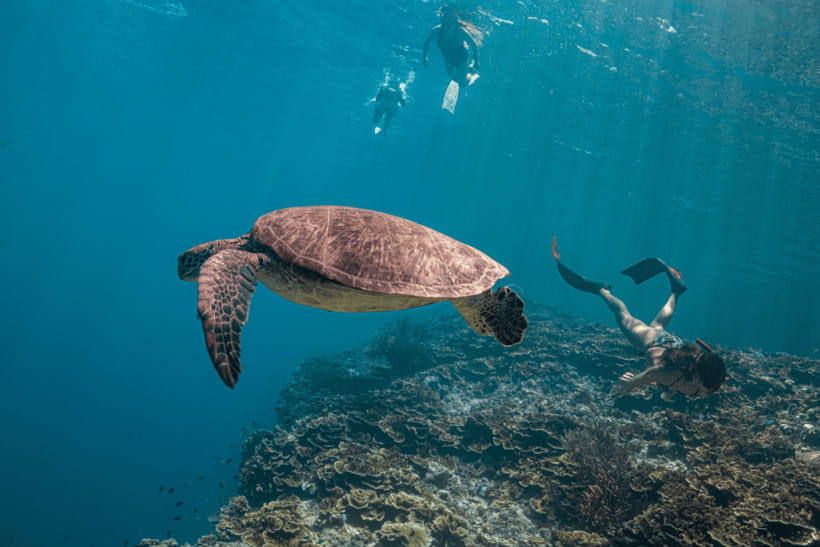 Cebu: Whale Shark, Monkey Sanctuary, & Moalboal Turtles Tour - Price and Value: What $117 Buys You (and What You Still Pay For)