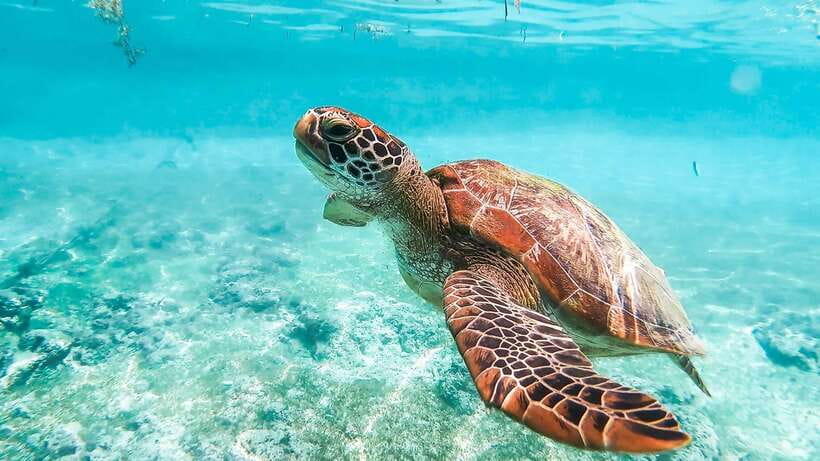Cebu: Whale Shark, Monkey Sanctuary, & Moalboal Turtles Tour - Pickup, Private Van, and Why You Should Pack for a Long Ride
