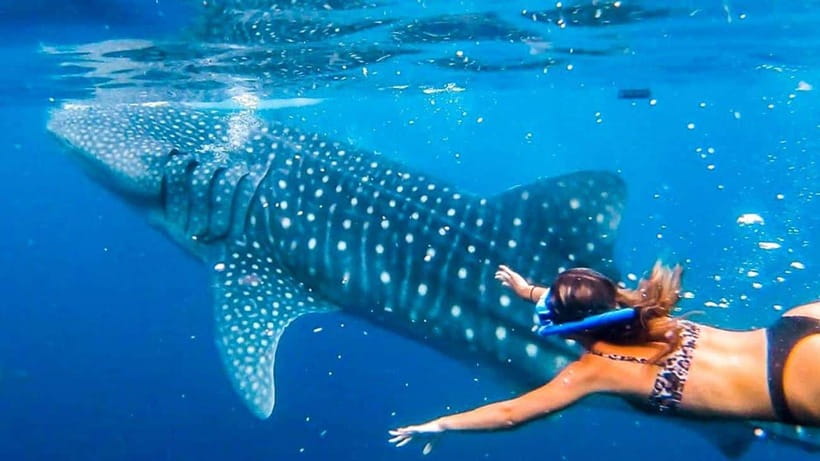 Cebu: Whale Shark, Monkey Sanctuary & Turtle Snorkeling Tour - Key Highlights Worth Knowing