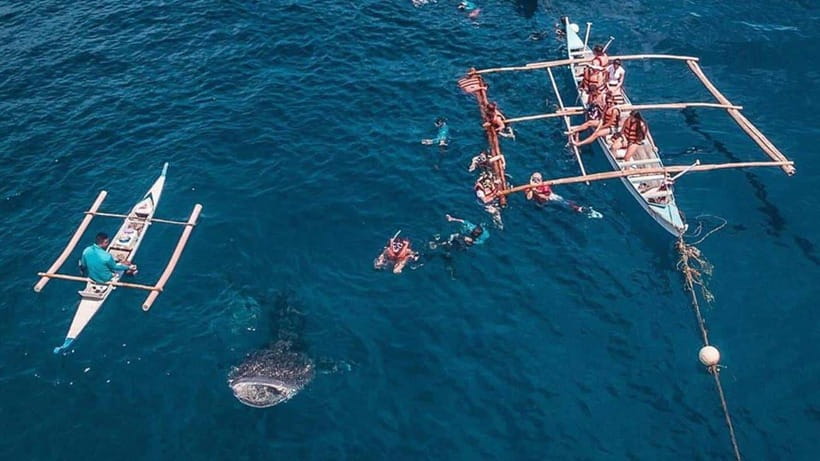 Cebu: Whale Shark, Monkey Sanctuary & Turtle Snorkeling Tour - Sea Turtle Snorkeling: The Best Reason to Come to Moalboal