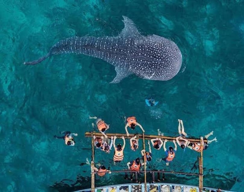 Cebu: Whale Shark, Monkey Sanctuary & Turtle Snorkeling Tour - Tumalog Falls Area Stop, Plus a Smart Detour Possibility