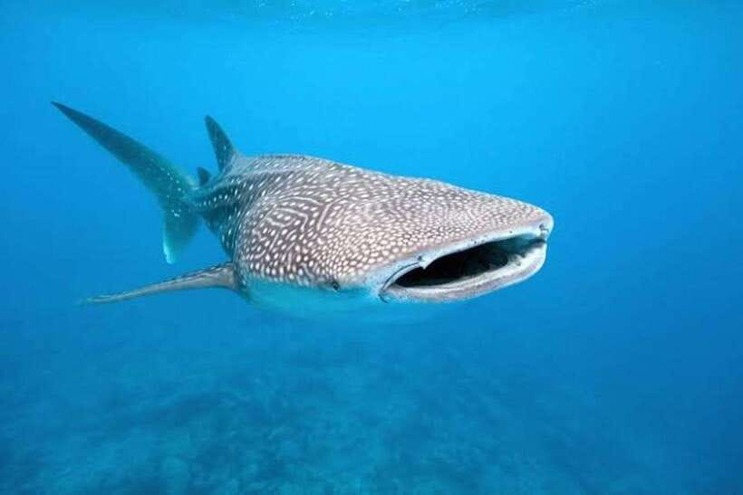 Cebu: Whale Shark, Monkey Sanctuary & Turtle Snorkeling Tour - The Monkey Sanctuary Break: Photos, Shade, and a Short Mental Reset