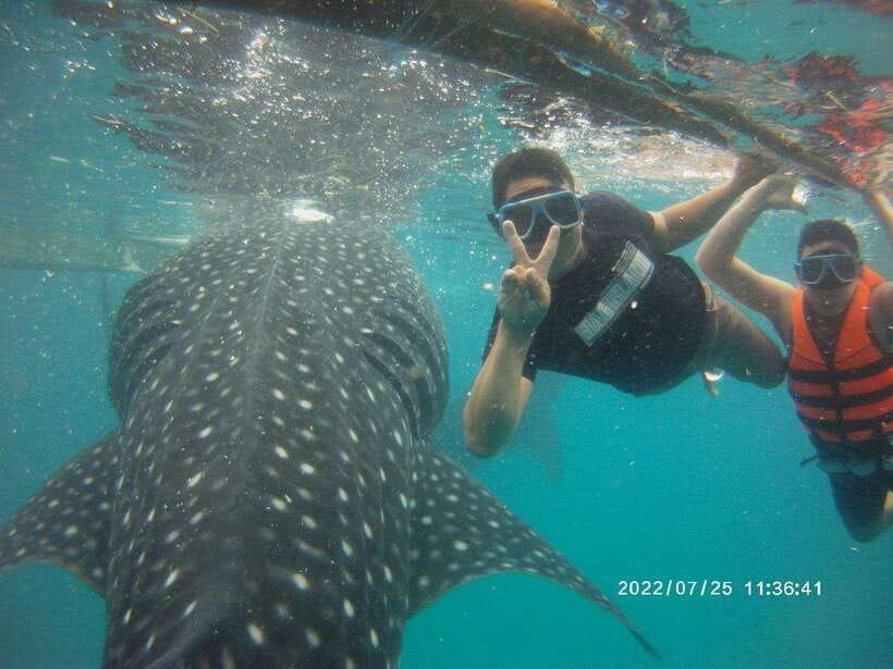 Cebu: Whale Shark, Monkey Sanctuary & Turtle Snorkeling Tour - Sardines Run Snorkeling: Fast Underwater Action in 30 Minutes