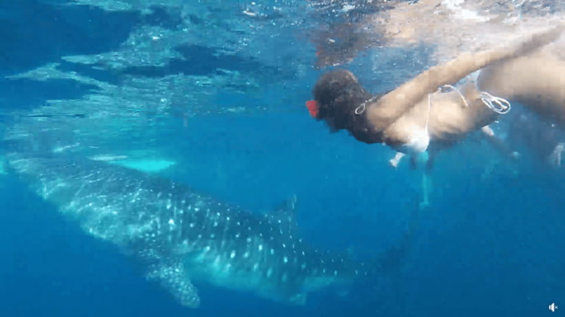 Cebu: Whale Shark Oslob and Moalboal Snorkeling Adventure - Key things I’d plan around