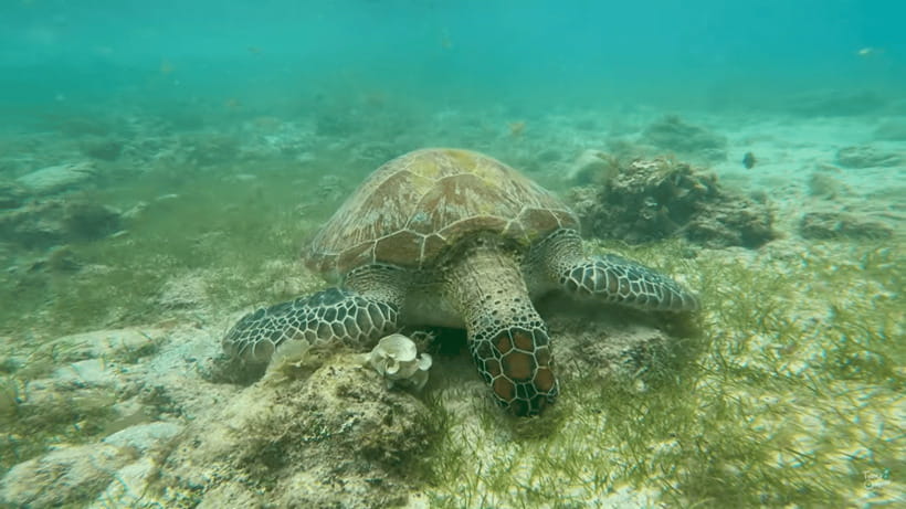 Cebu: Whale Shark Oslob and Moalboal Snorkeling Adventure - Boat Ride and Gear: What’s Included, What’s Optional