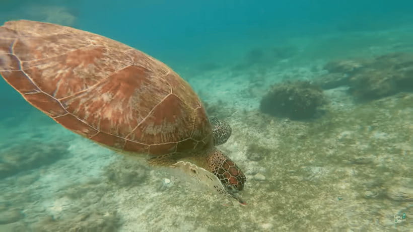 Cebu: Whale Shark Oslob and Moalboal Snorkeling Adventure - What to Bring for Comfort (and Fewer Headaches)