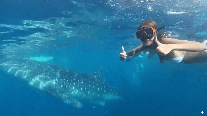 Cebu: Whale Shark Oslob and Moalboal Snorkeling Adventure - Moalboal Snorkeling: Sardines, Turtles, and Reefs in One Guided Stretch