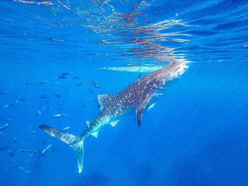 Cebu: Whale Shark Snorkeling & Kawasan Canyoning Tour - Whale Sharks and Kawasan Canyoning: Why This Combo Works
