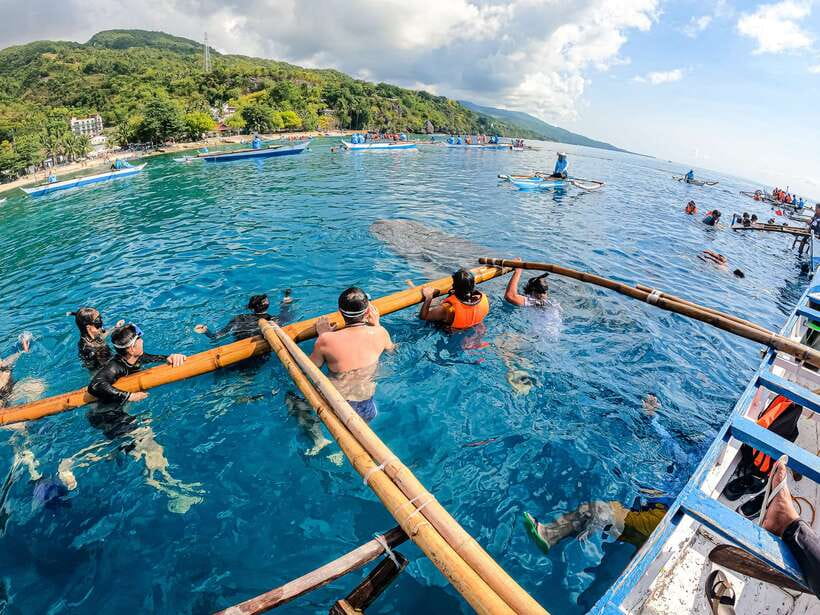 Cebu: Whale Shark Snorkeling & Kawasan Canyoning Tour - Price and Value, Including the 2025 Whale Shark Fee Change