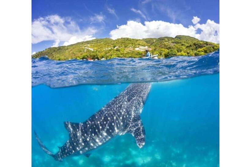 Cebu: Whale Shark Swim and Kawasan Canyoneering Group Tour - Key highlights you will actually care about