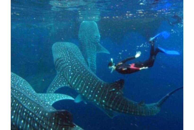 Cebu: Whale Shark Swim and Kawasan Canyoneering Group Tour - Kawasan Falls finale: swim time and sightseeing payoff