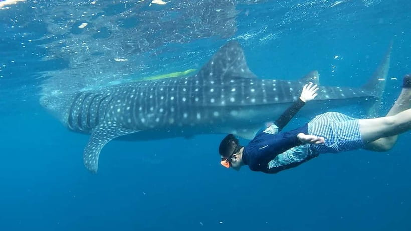 Cebu: Whale Shark Swim and Kawasan Canyoneering Tour - The sunrise whale shark start in Oslob: timing and what actually happens