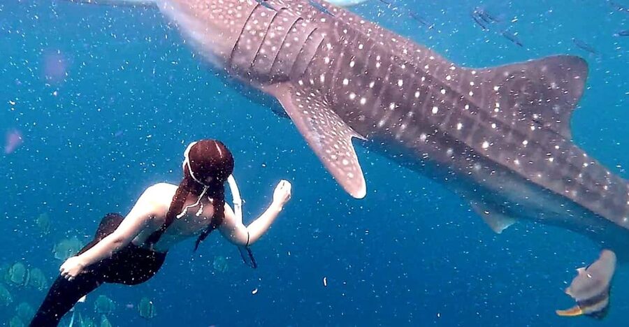 Cebu: Whale Shark Swim and Kawasan Canyoneering Tour - Logistics and driving: why this feels like two tours welded together