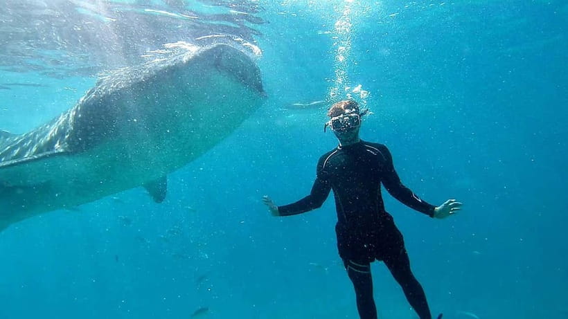 Cebu: Whale Shark Swim and Kawasan Canyoneering Tour - Who should book this, and who should skip it