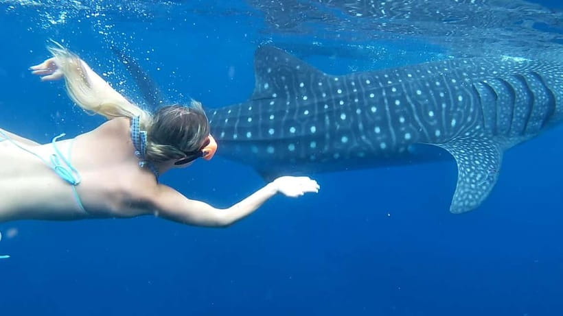 Cebu: Whale Shark Swim and Kawasan Canyoneering Tour - The 2 to 3 AM Start, and Why It Matters